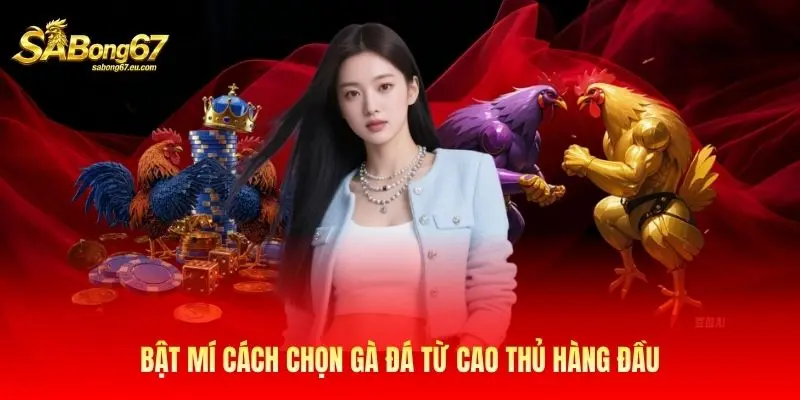 Bật mí cách chọn gà đá từ cao thủ hàng đầu Bật mí cách chọn gà đá từ cao thủ hàng đầu