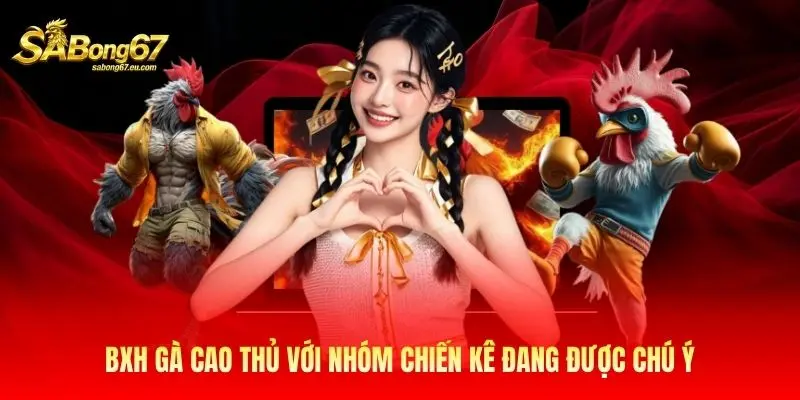 BXH gà cao thủ với nhóm chiến kê đang được chú ý