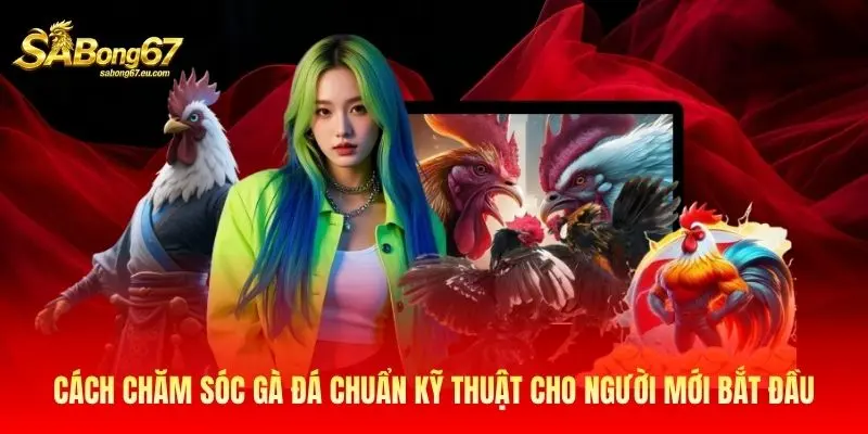 Cách Chăm Sóc Gà Đá Chuẩn Kỹ Thuật Cho Người Mới Bắt Đầu
