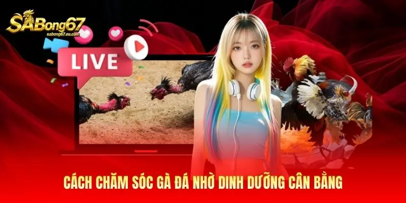 Cách chăm sóc gà đá nhờ dinh dưỡng cân bằng Cách chăm sóc gà đá nhờ dinh dưỡng cân bằng