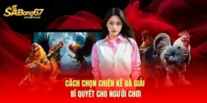 Cách Chọn Chiến Kê Đá Giải - Bí Quyết Cho Người Chơi
