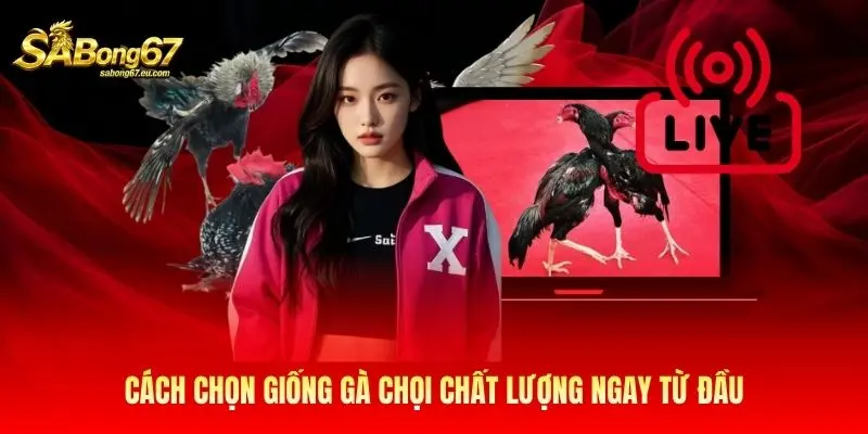 Cách chọn giống gà chọi chất lượng ngay từ đầu Cách chọn giống gà chọi chất lượng ngay từ đầu