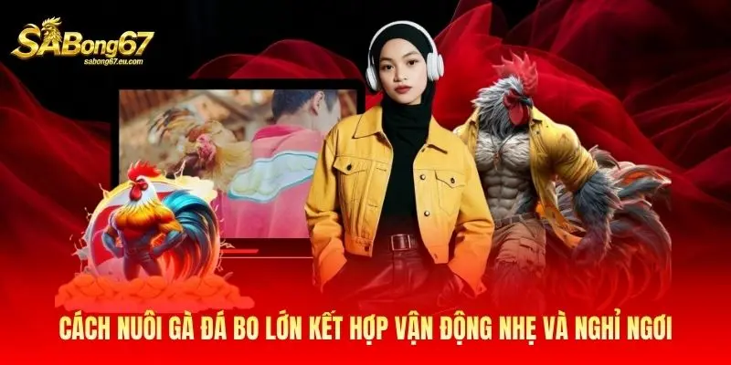 Cách nuôi gà đá bo lớn kết hợp vận động nhẹ và nghỉ ngơi Cách nuôi gà đá bo lớn kết hợp vận động nhẹ và nghỉ ngơi