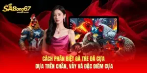 Cách Phân Biệt Gà Tre Đá Cựa Chuẩn, Dễ Nhận Biết Nhất