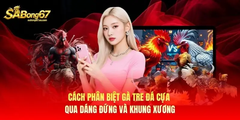 Cách phân biệt gà tre đá cựa qua dáng đứng và khung xương Cách phân biệt gà tre đá cựa qua dáng đứng và khung xương