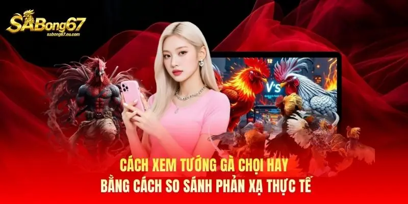 Cách xem tướng gà chọi hay bằng cách so sánh phản xạ thực tế