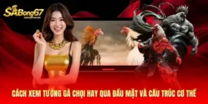 Cách xem tướng gà chọi hay qua đầu mặt và cấu trúc cơ thể