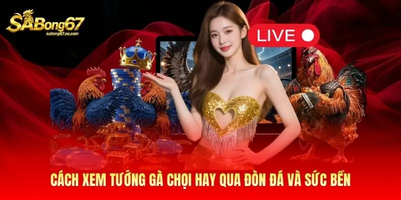 Cách xem tướng gà chọi hay qua đòn đá và sức bền