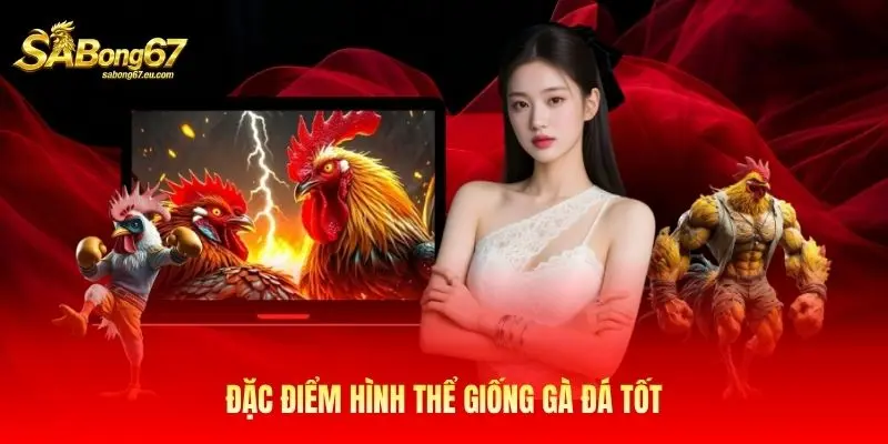 Đặc điểm hình thể giống gà đá tốt Đặc điểm hình thể giống gà đá tốt