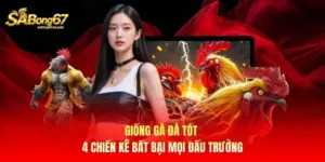 Giống Gà Đá Tốt - 4 Chiến Kê Bất Bại Mọi Đấu Trường
