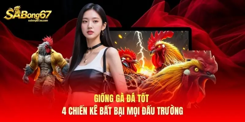 Giống Gà Đá Tốt - 4 Chiến Kê Bất Bại Mọi Đấu Trường