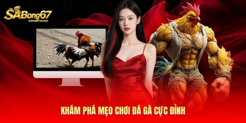 Khám phá mẹo chơi đá gà cực đỉnh