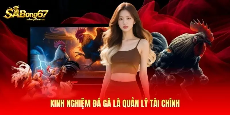 Kinh nghiệm đá gà là quản lý tài chính Kinh nghiệm đá gà là quản lý tài chính