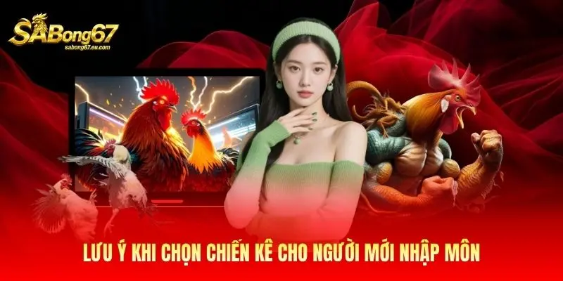 Lưu ý khi chọn chiến kê cho người mới nhập môn Lưu ý khi chọn chiến kê cho người mới nhập môn