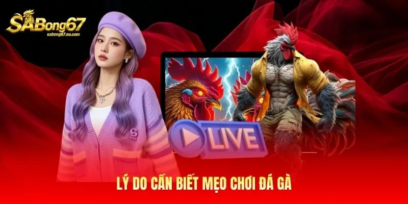 lý do cần biết mẹo chơi đá gà