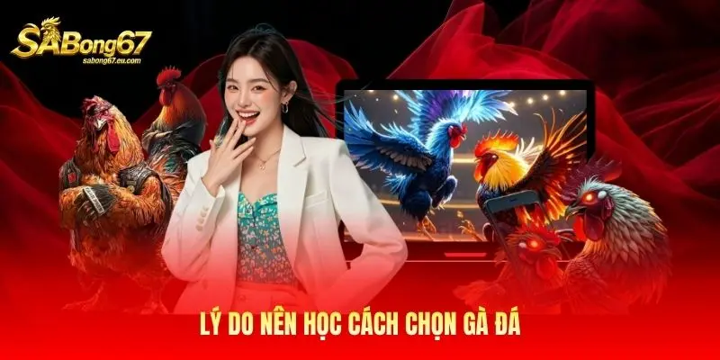 Lý do nên học cách chọn gà đá Lý do nên học cách chọn gà đá
