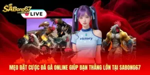 Mẹo Đặt Cược Đá Gà Online Giúp Bạn Thắng Lớn Tại Sabong67