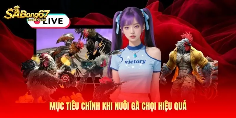 Mục tiêu chính khi nuôi gà chọi hiệu quả Mục tiêu chính khi nuôi gà chọi hiệu quả