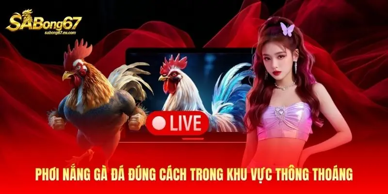 Phơi nắng gà đá đúng cách trong khu vực thông thoáng Phơi nắng gà đá đúng cách trong khu vực thông thoáng