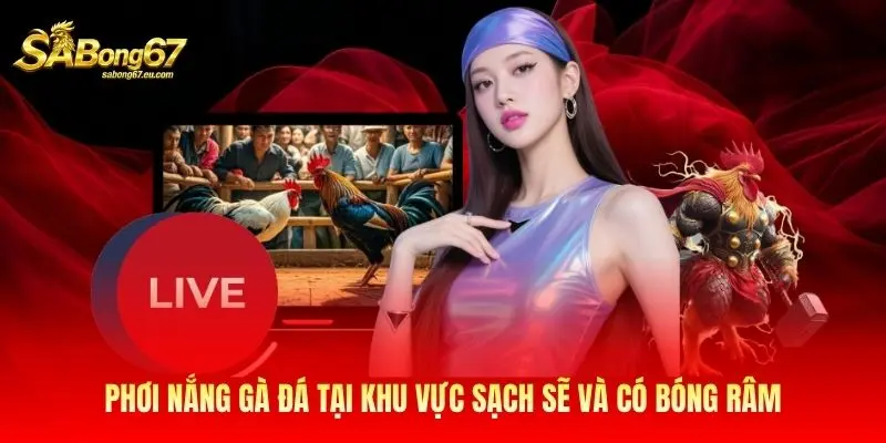 Phơi nắng gà đá tại khu vực sạch sẽ và có bóng râm Phơi nắng gà đá tại khu vực sạch sẽ và có bóng râm