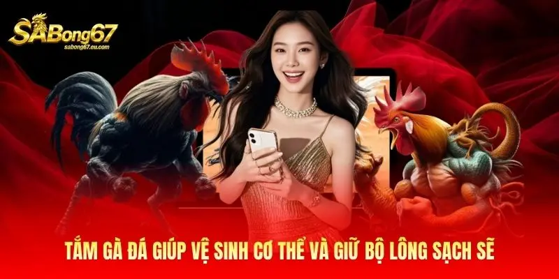 Tắm gà đá giúp vệ sinh cơ thể và giữ bộ lông sạch sẽ