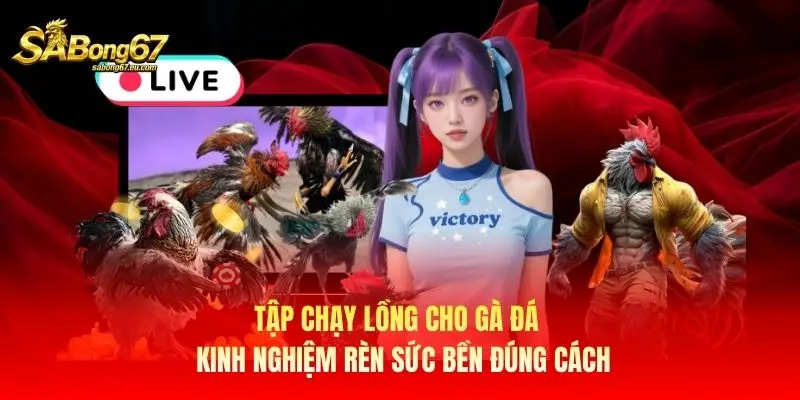Tập Chạy Lồng Cho Gà Đá – Kinh Nghiệm Rèn Sức Bền Đúng Cách