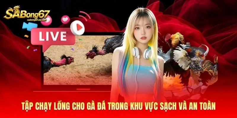 Tập chạy lồng cho gà đá trong khu vực sạch và an toàn Tập chạy lồng cho gà đá trong khu vực sạch và an toàn