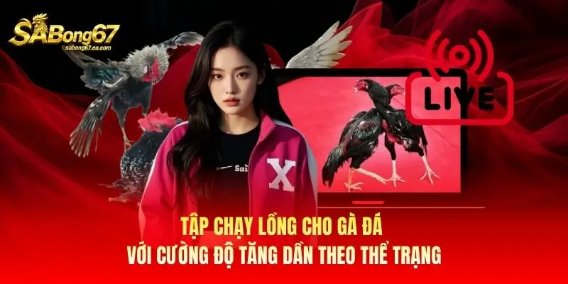 Tập chạy lồng cho gà đá với cường độ tăng dần theo thể trạng Tập chạy lồng cho gà đá với cường độ tăng dần theo thể trạng