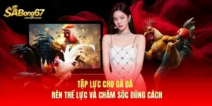 Tập Lực Cho Gà Đá – Rèn Thể Lực Và Chăm Sóc Đúng Cách