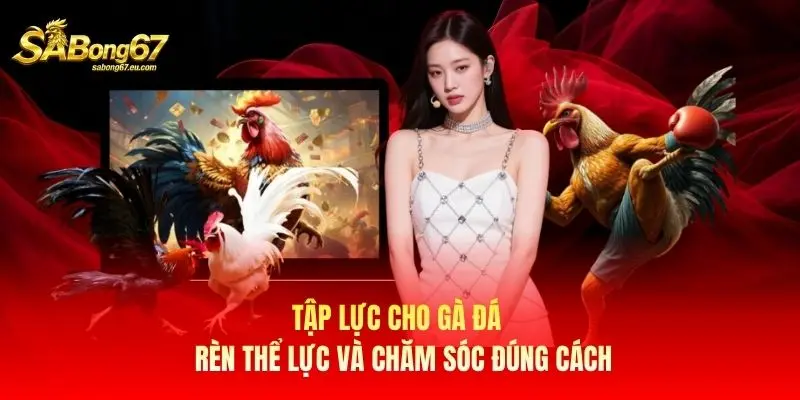Tập Lực Cho Gà Đá – Rèn Thể Lực Và Chăm Sóc Đúng Cách