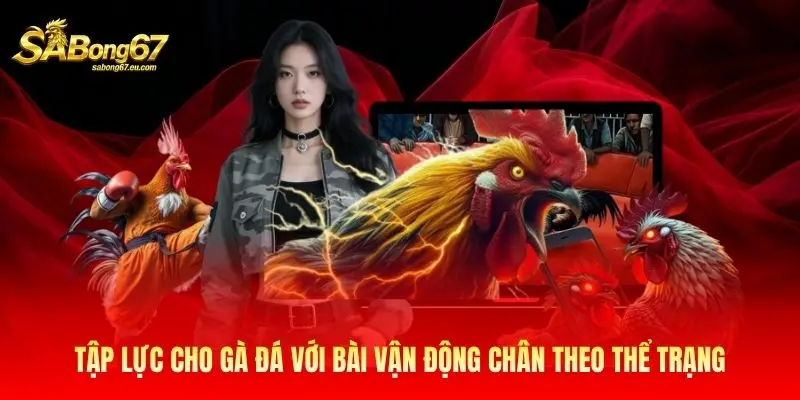 Tập lực cho gà đá với bài vận động chân theo thể trạng Tập lực cho gà đá với bài vận động chân theo thể trạng