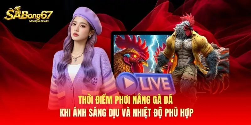 Thời điểm phơi nắng gà đá khi ánh sáng dịu và nhiệt độ phù hợp Thời điểm phơi nắng gà đá khi ánh sáng dịu và nhiệt độ phù hợp
