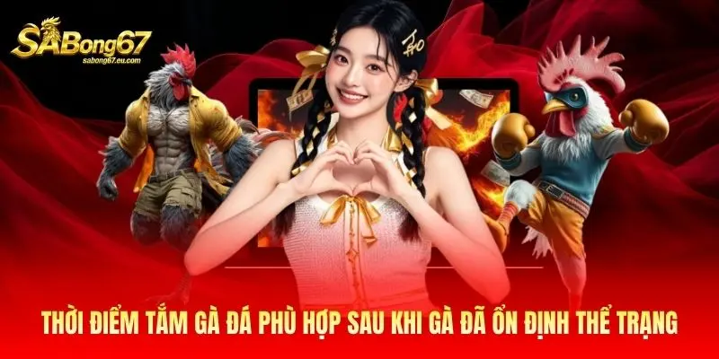 Thời điểm tắm gà đá phù hợp sau khi gà đã ổn định thể trạng