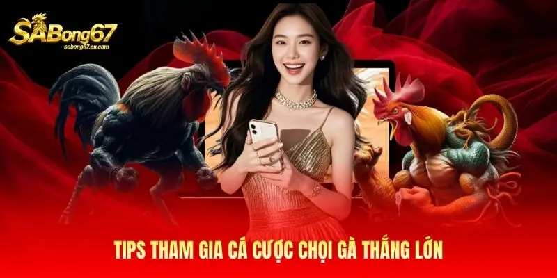 Tips tham gia cá cược chọi gà thắng lớn Tips tham gia cá cược chọi gà thắng lớn