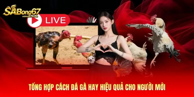 Tổng hợp cách đá gà hay hiệu quả cho người mới Tổng hợp cách đá gà hay hiệu quả cho người mới