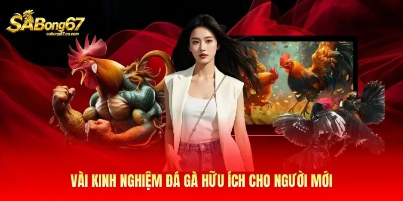 Vài kinh nghiệm đá gà hữu ích cho người mới Vài kinh nghiệm đá gà hữu ích cho người mới